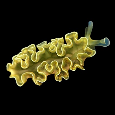 Lombriga marinha verde-amarelada com bordas onduladas azuis sobre fundo preto