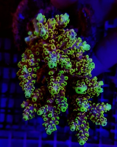 Coral marinho verde fluorescente sob luz azul