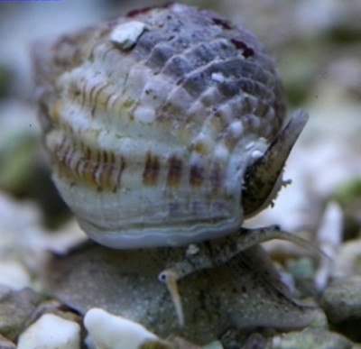 concha do mar com padrão natural em tons de marrom e bege sobre pedras