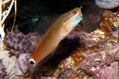 Peixe marinho castanho em fundo rochoso com corais