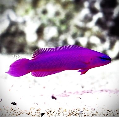 Peixe púrpura em fundo aquático claro