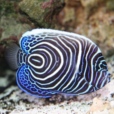 Peixe angelfish com linhas brancas e azuis no aquário