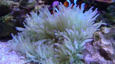 Anémona do mar verde-limão com pontas roxas e peixes-palhaço em aquário