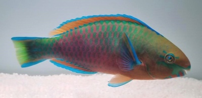 Peixe colorido com escamas verdes, azuis e laranjas sobre fundo claro com areia
