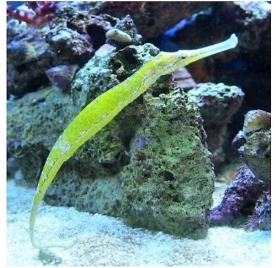 Peixe verde alongado num aquário com areia e rochas