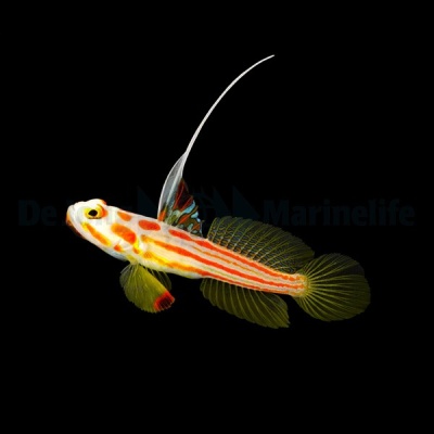 Peixe colorido listrado em fundo preto