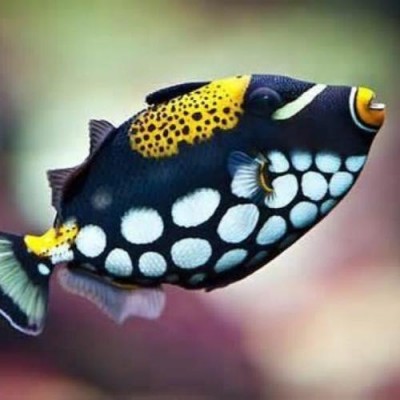 Peixe ornamental colorido com padrões em preto, branco e amarelo