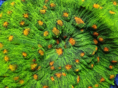 Coral verde com nódulos alaranjados e textura rugosa