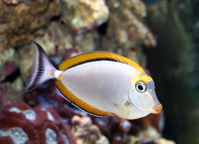 Peixe tropical branco com bordas amarelas e pretas perto de pedras subaquáticas