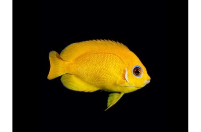 Peixe amarelo vivo em fundo preto com corpo ovalado e olho grande