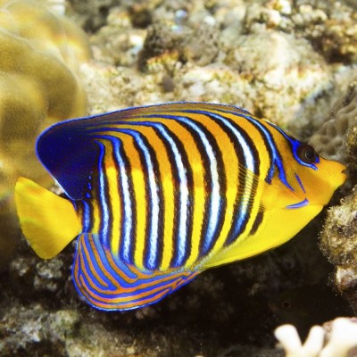 Peixe tropical amarelo com listras pretas, brancas e azuis em corais