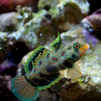 Peixe mandarim colorido com padrão circular e nadadeiras translúcidas em tanque de água