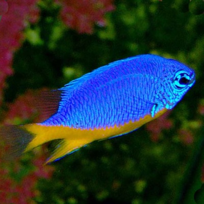 Peixe azul com cauda amarela em aquário