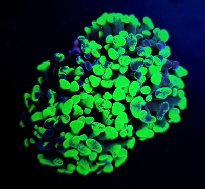 Coral luminescente verde e azul em fundo preto