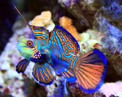 Peixe mandarim com cores vibrantes nadando em aquário com rochas e corais