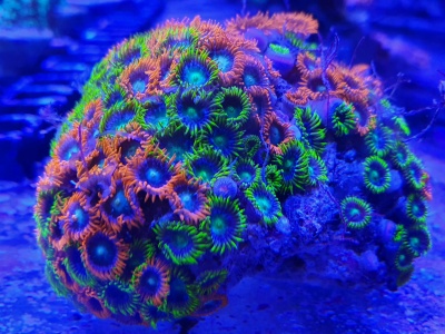 Coral marinho com polipos coloridos em tons vibrantes