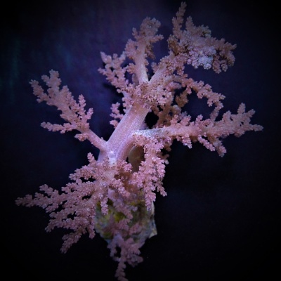 Coral marinho rosa com ramificações finas sobre fundo escuro