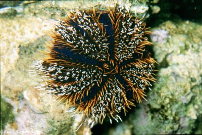 ouriço-do-mar com espinhos castanhos e pretos em fundo rochoso subaquático