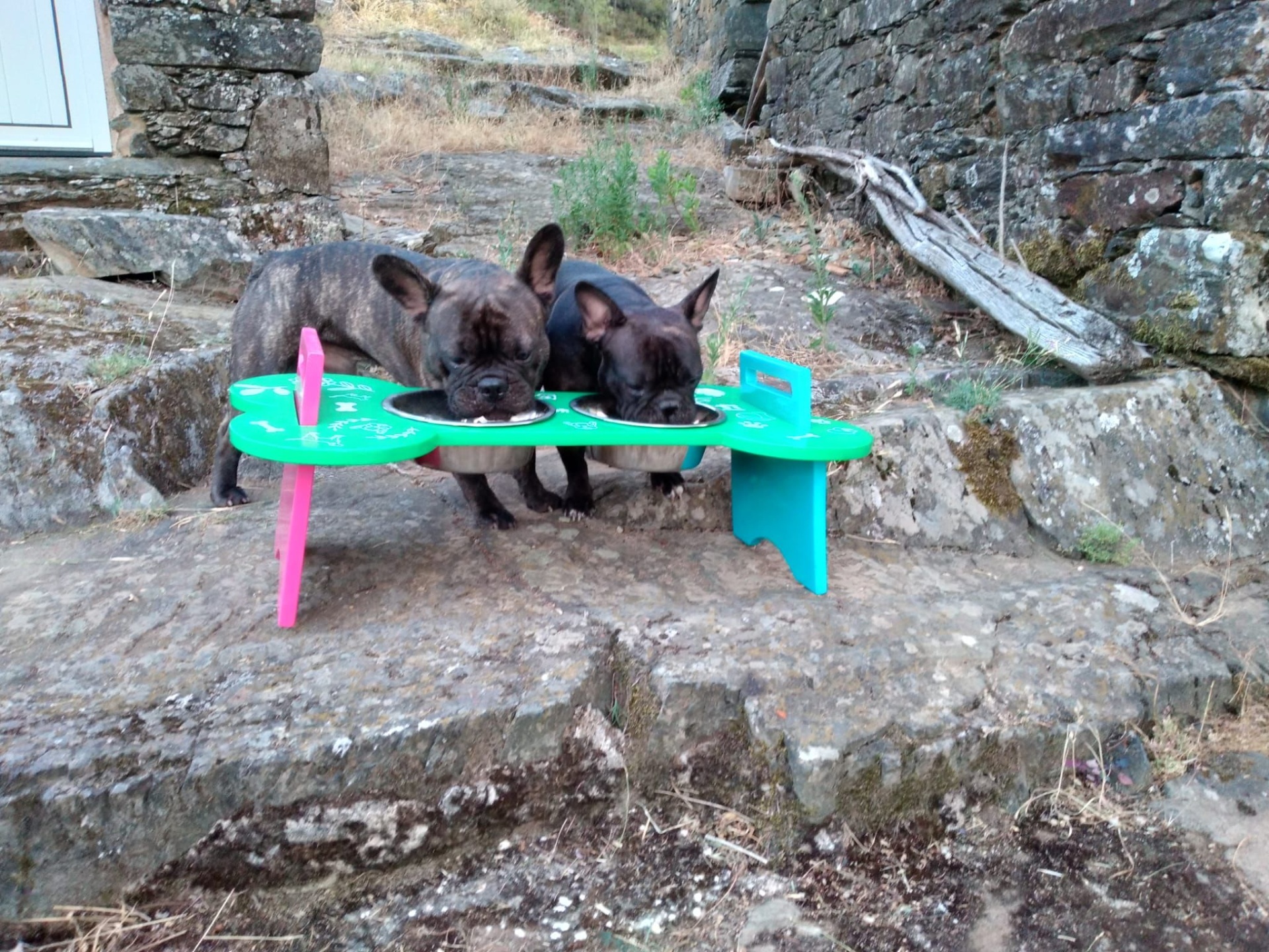 Dois cães pequenos a comerem numa mesa verde com pés rosa e azul num ambiente de pedras e muros de pedra