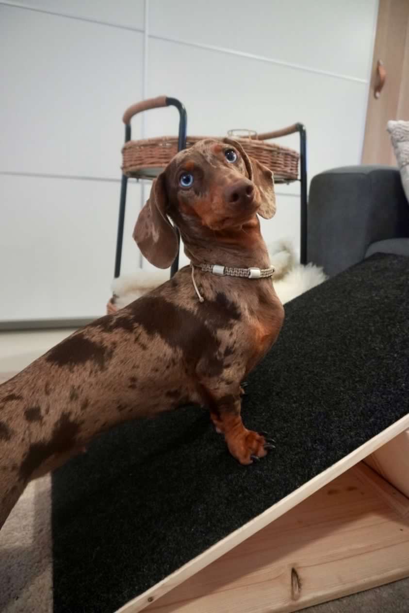 Dachshund castanho com manchas escuras em rampa preta ao lado de sofá cinzento