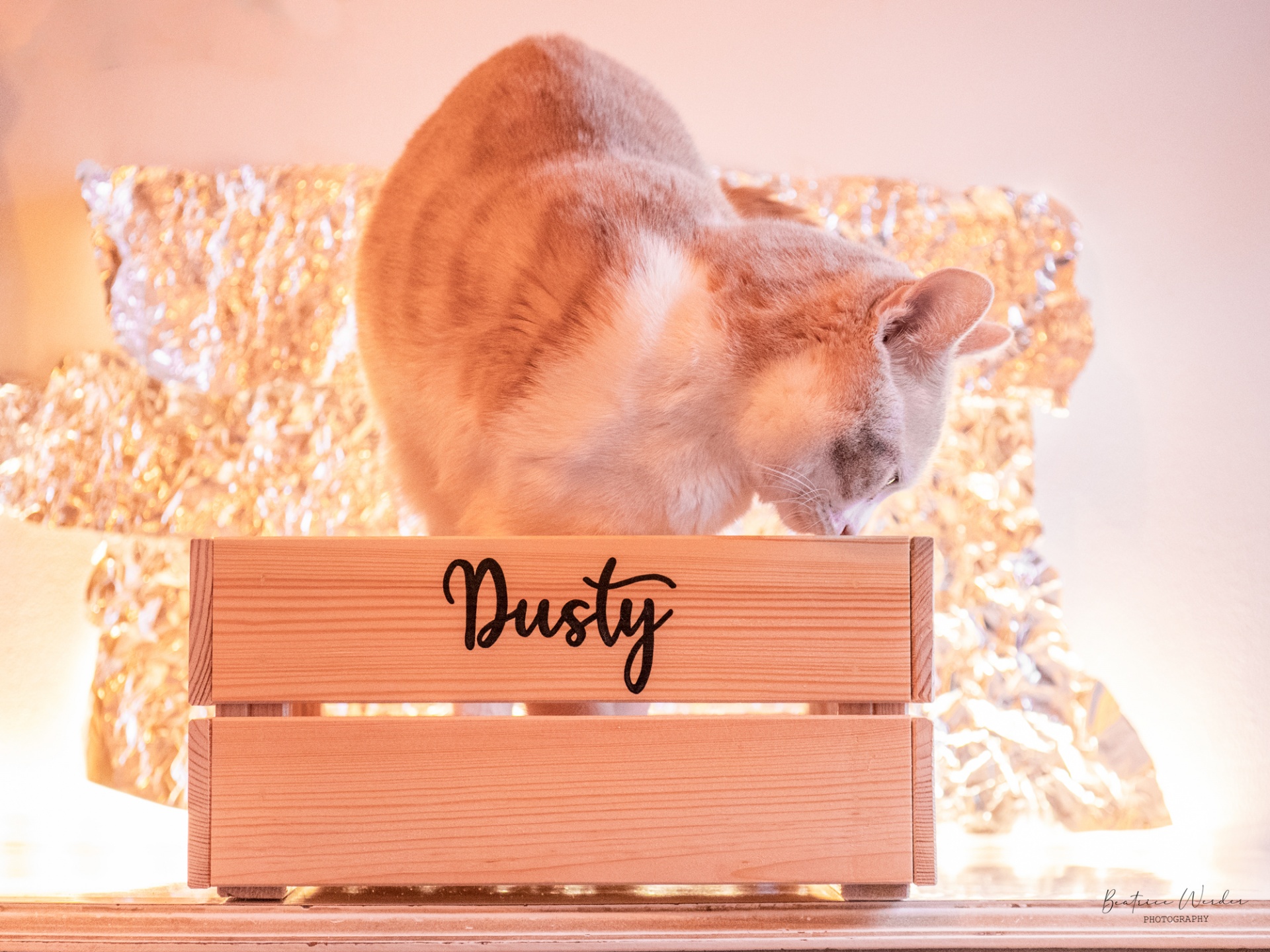 Caixa de madeira com nome Dusty e gato em cima