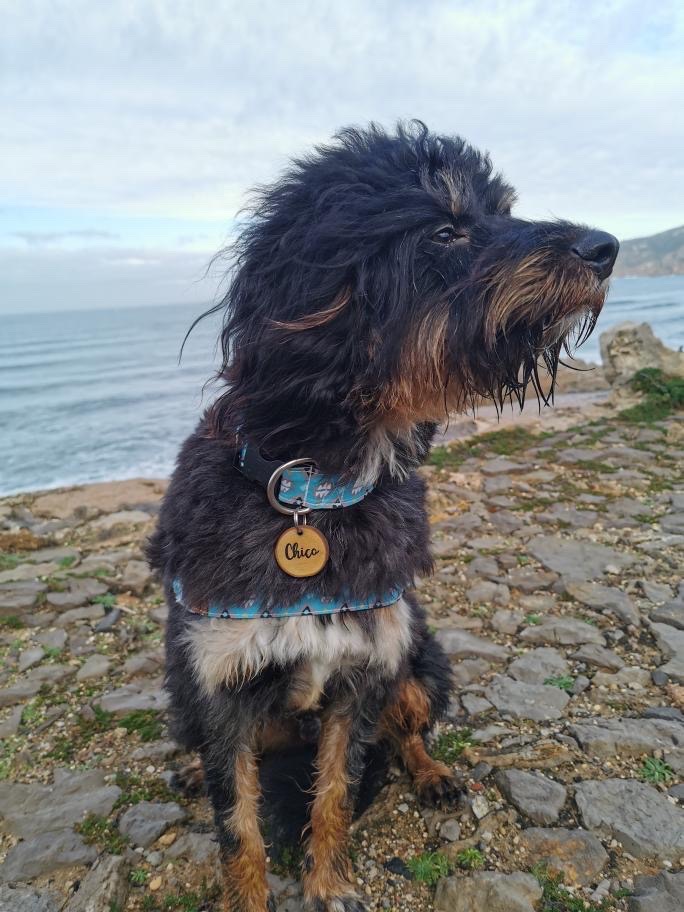 Cão preto e castanho com coleira azul e etiqueta amarela sentado em pedras perto do mar