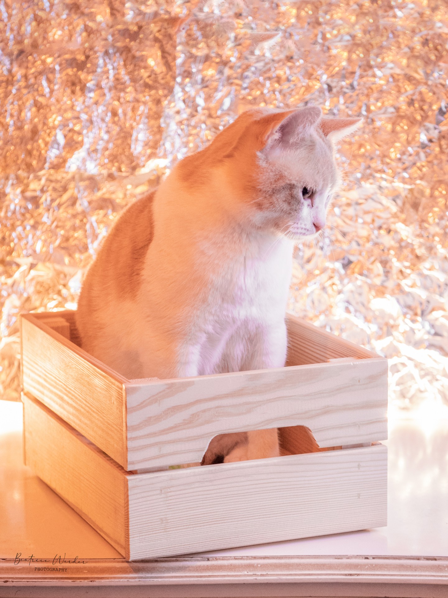 Gato branco e castanho dentro de caixa de madeira clara