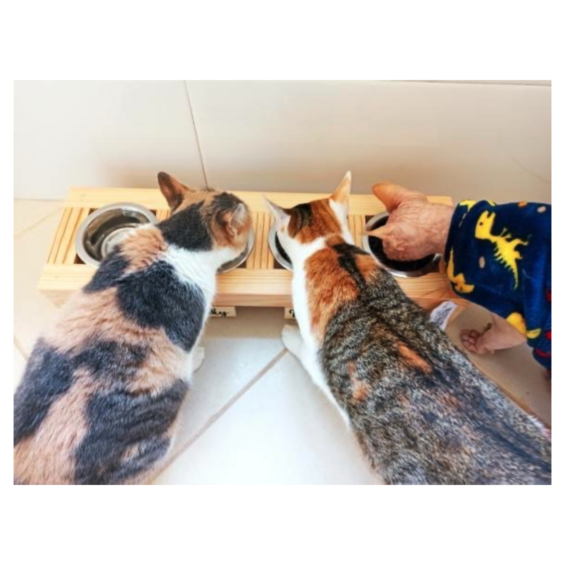 Gatos a comer em tigelas de metal numa base de madeira com uma mão a segurar uma das tigelas.