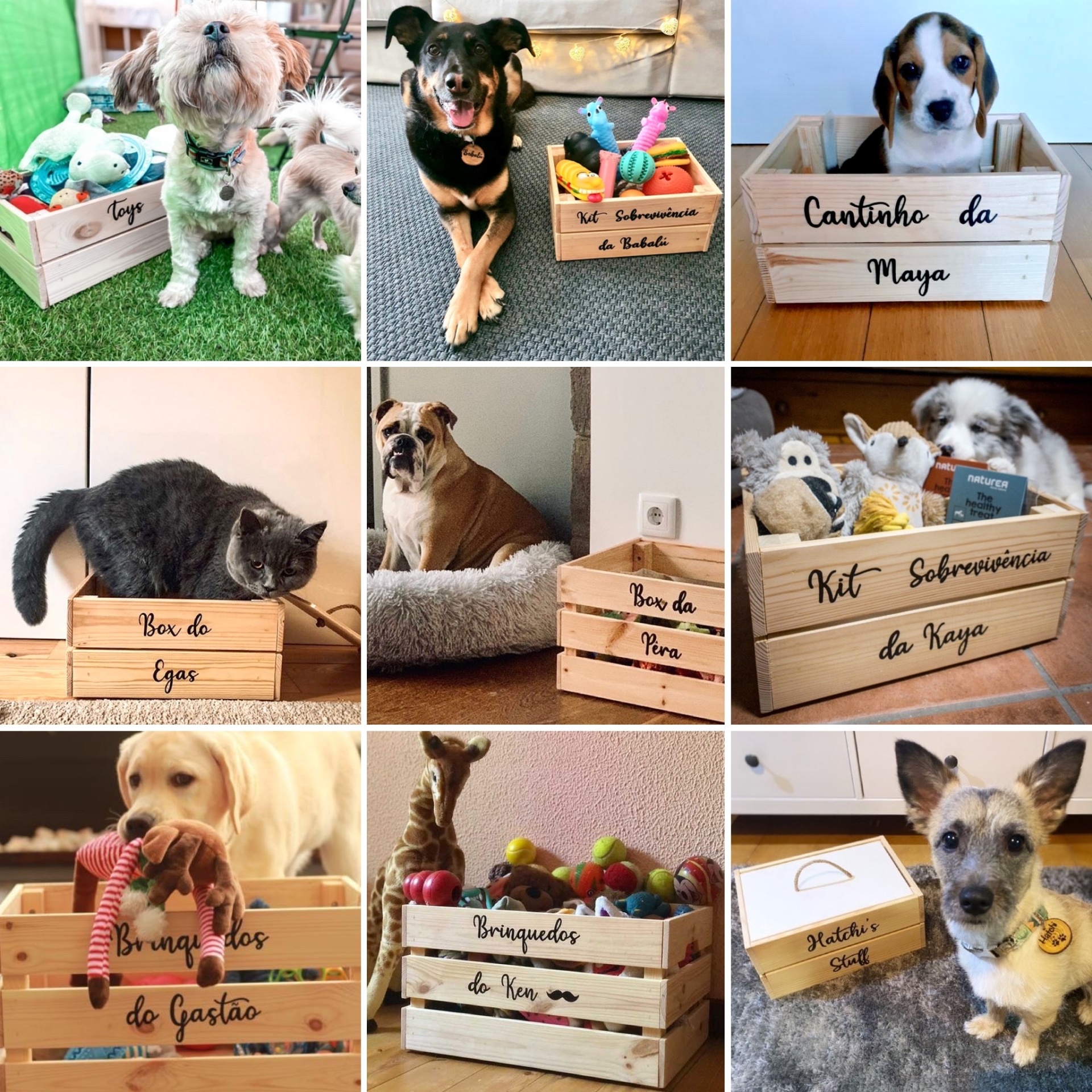 Caixas de madeira personalizadas para animais com cães e gato em diversos ambientes.