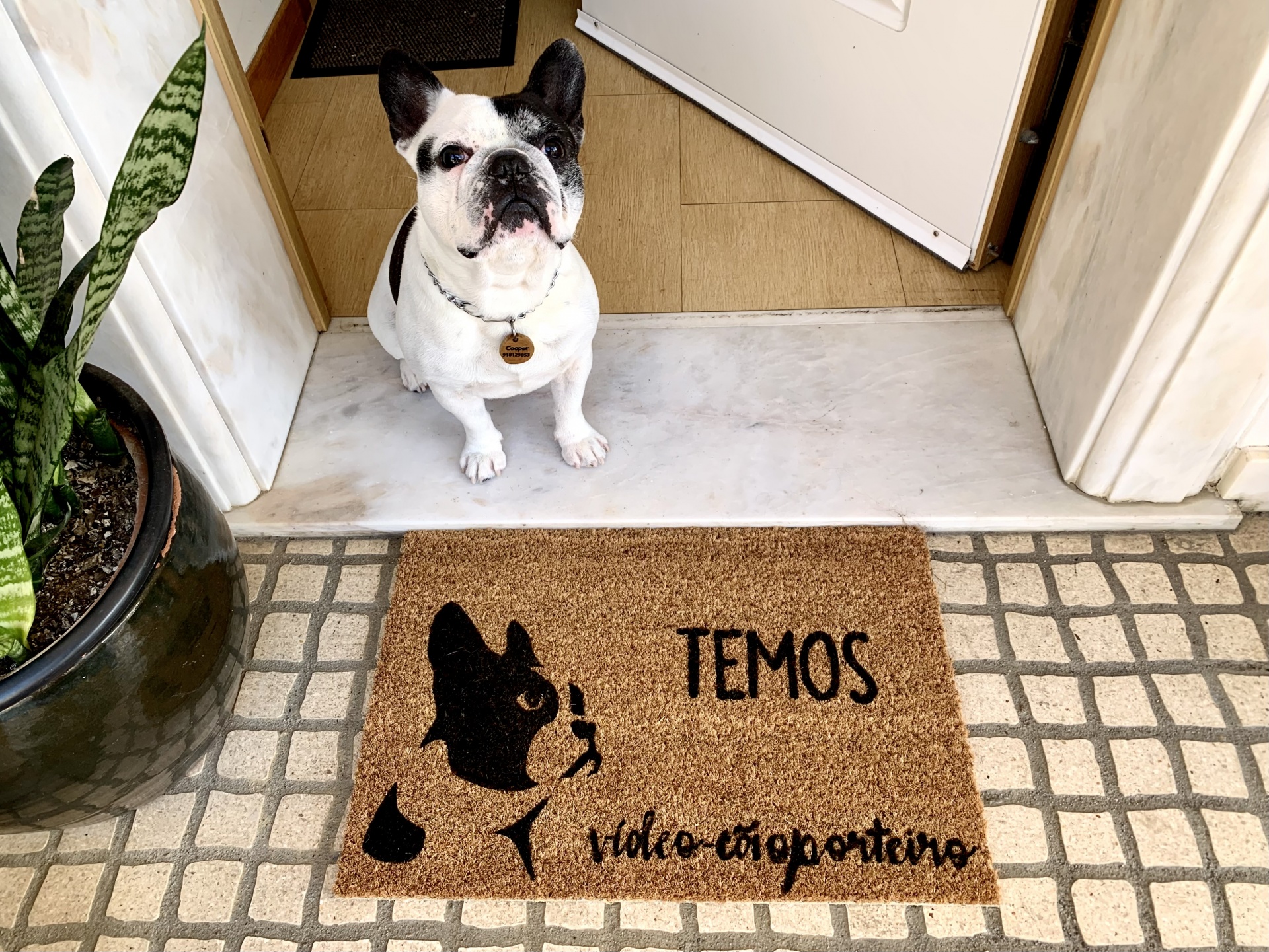 Tapete de boas-vindas com imagem e texto à entrada de casa com cão sentado