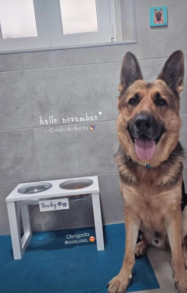 Pastor alemão ao lado de comedouro elevado branco com etiquetas Bucky e parede cinza com texto hello november