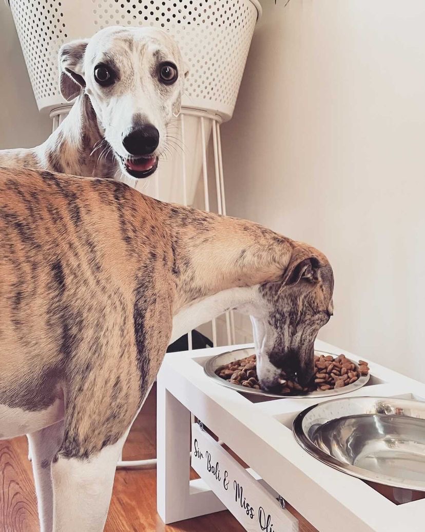 Dois cães com pelagem castanha e branca junto a comedouros elevados brancos dentro de casa