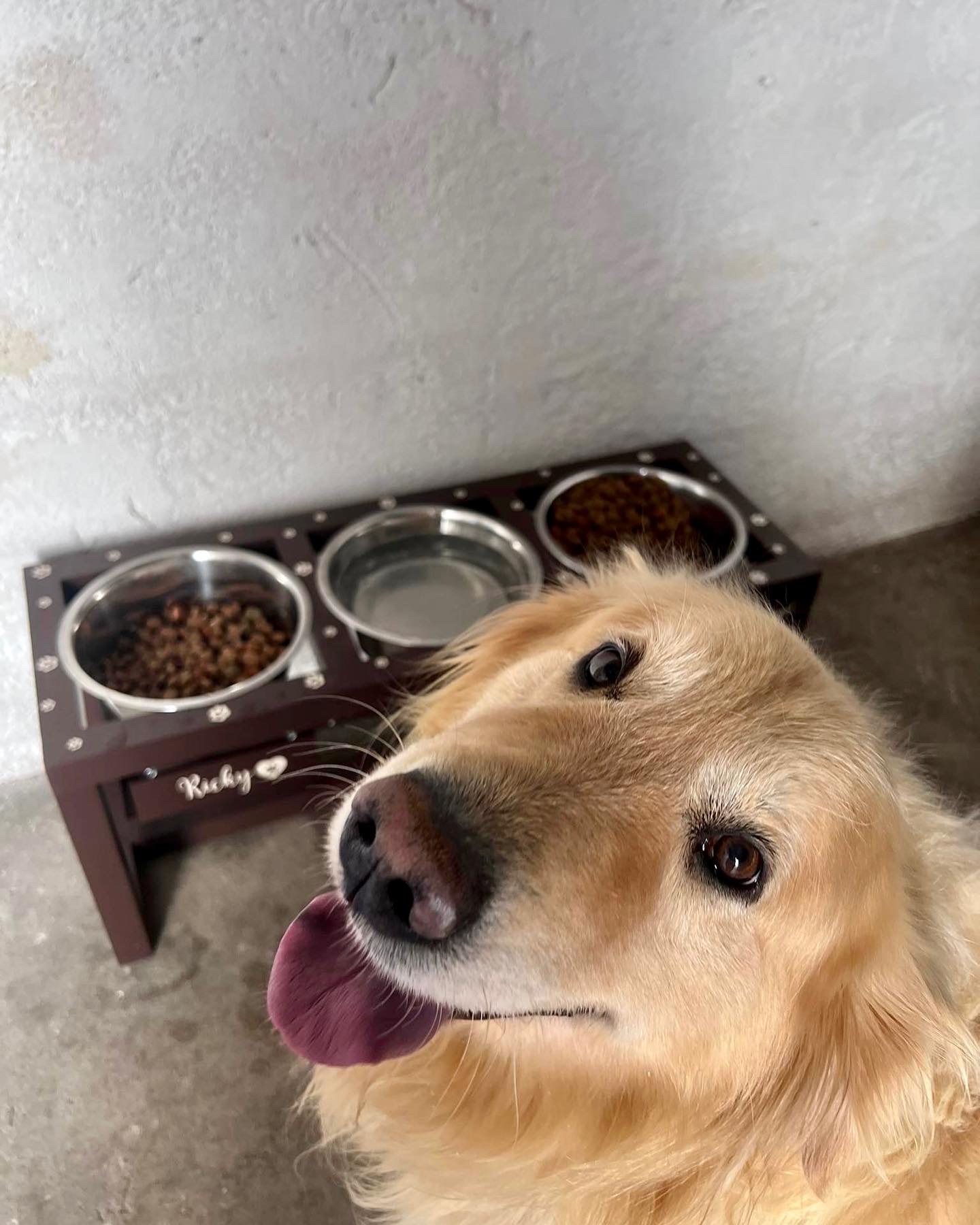 Comedouro elevado para cães em madeira escura com três recipientes e cão golden retriever ao lado