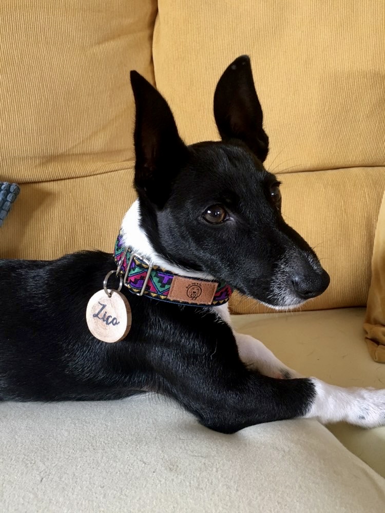Cão preto e branco de pelo curto com coleira colorida e medalha 'Luca' num sofá creme