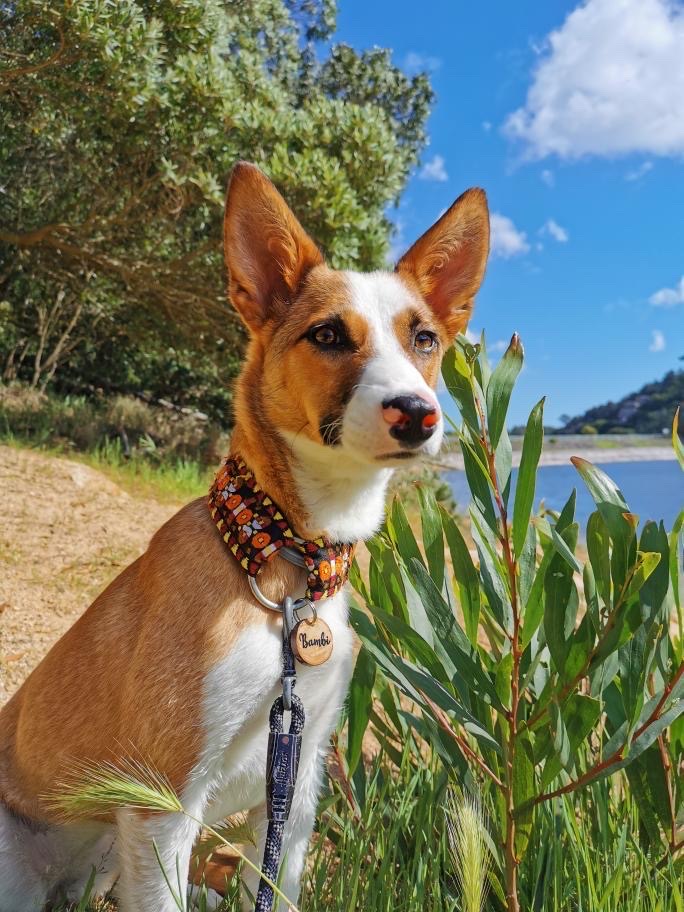 Cão castanho e branco com coleira decorativa sentado perto de vegetação junto a rio