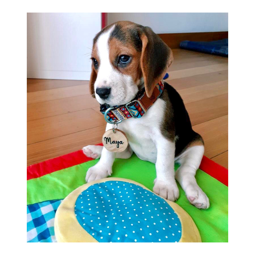 Filhote de cão Beagle com coleira e medalha Maya sentado em tapete colorido