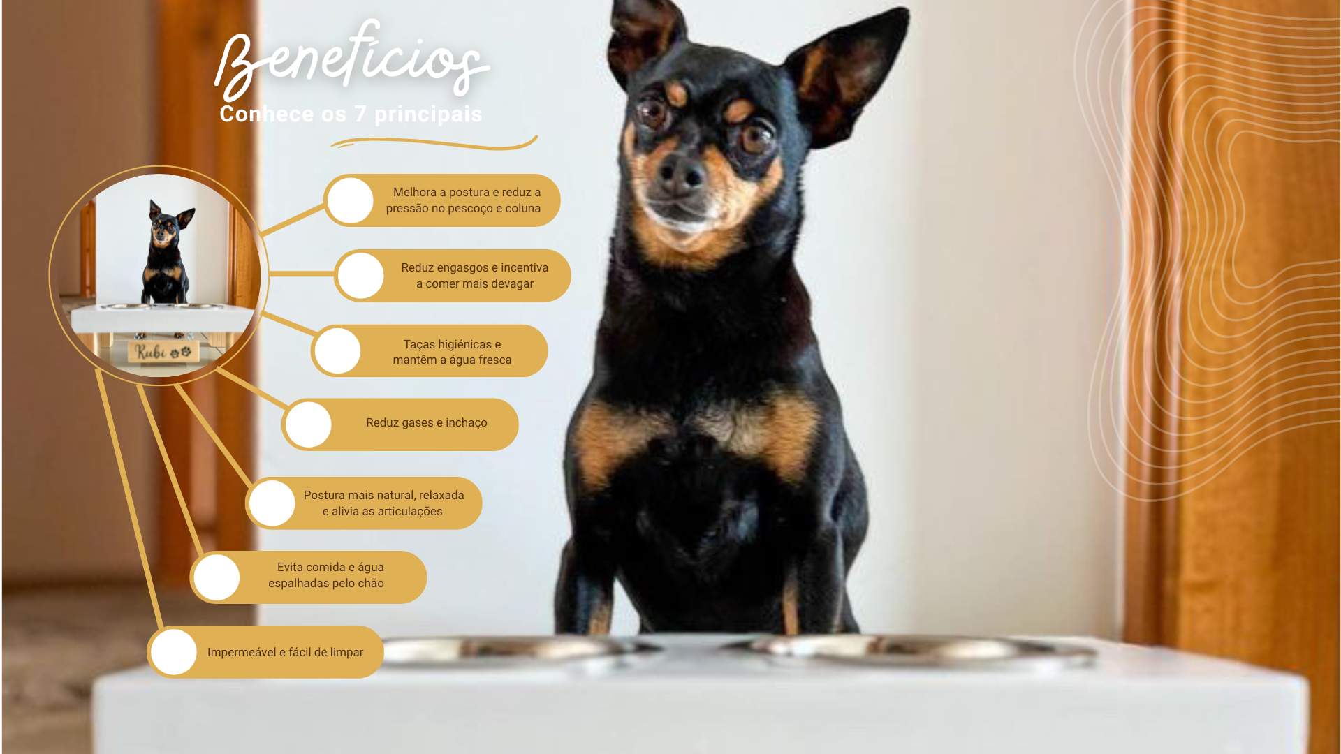 Cão preto e castanho atrás de comedouro metálico duplo com texto explicativo em português