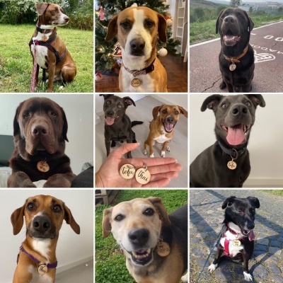 Diferentes cães com coleiras e medalhões personalizados em várias localizações