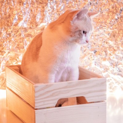 Gato branco e castanho dentro de caixa de madeira clara