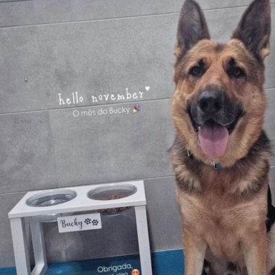 Pastor alemão ao lado de comedouro elevado branco com etiquetas Bucky e parede cinza com texto hello november