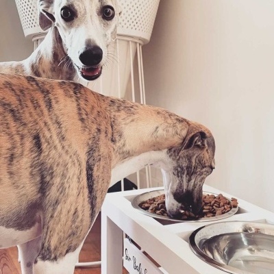 Dois cães com pelagem castanha e branca junto a comedouros elevados brancos dentro de casa
