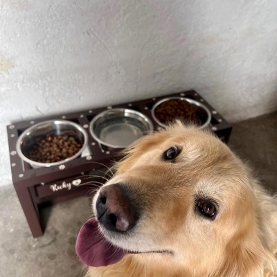 Comedouro elevado para cães em madeira escura com três recipientes e cão golden retriever ao lado