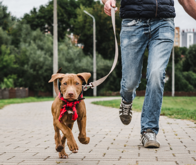 Cão castanho com coleira vermelha e trela a andar com homem ao ar livre