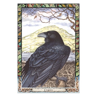 O Oráculo Animal dos Druidas